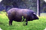Jamón Ibérico Fermín sin Hueso Cerdo Foto 2